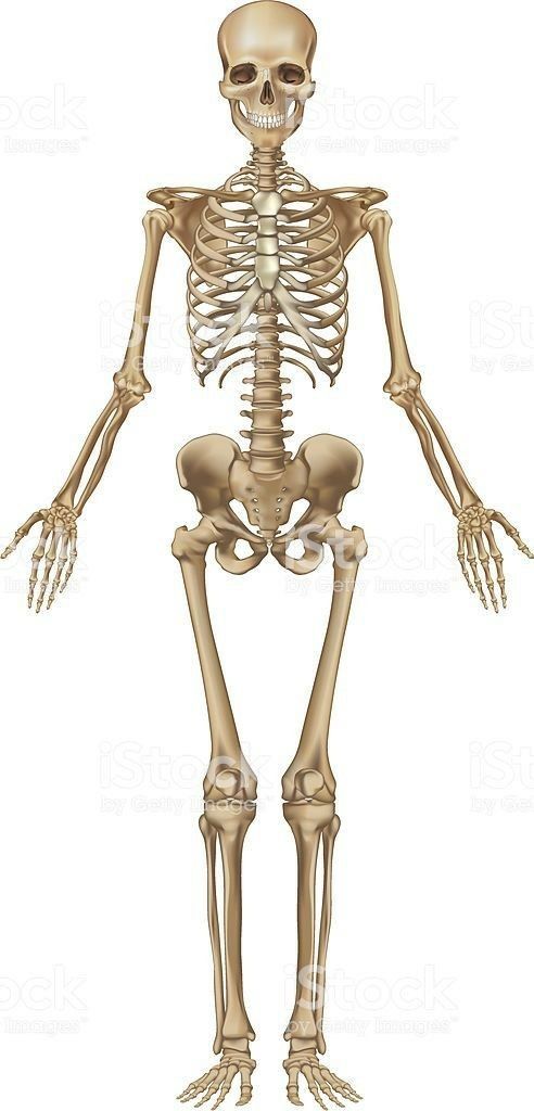 Esqueleto humano de frente