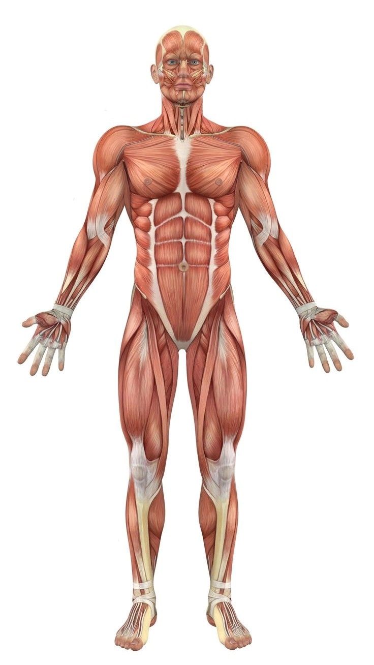 Sistema muscular de frente